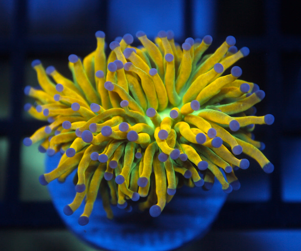 LPS Corals