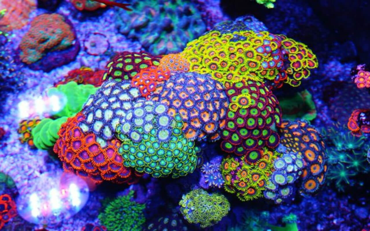 Soft Corals
