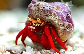 Invertebrates and clean up