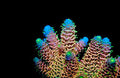 SPS Corals